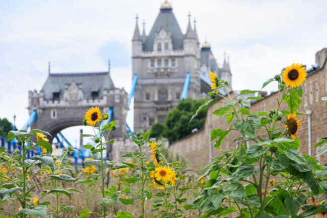 Superbloom at the Tower of London in July 2022